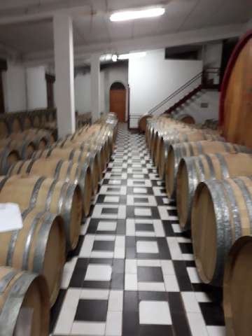Wein-1