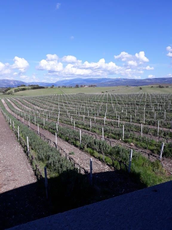 Wein-2