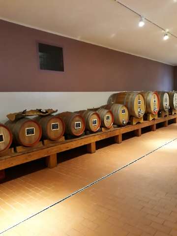 Wein-16